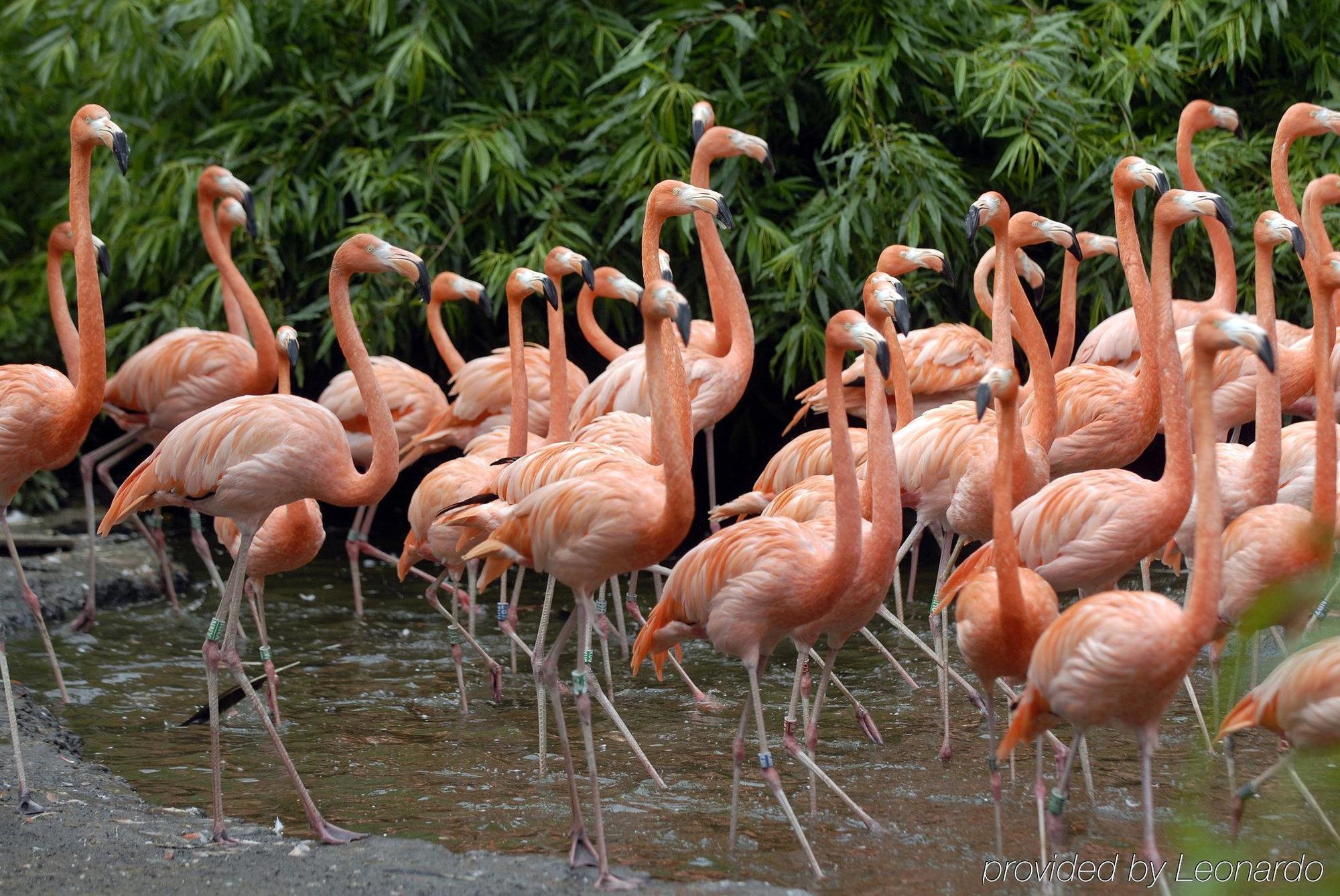 אלפן אן דן ריין Van Der Valk Hotel Avifauna מראה חיצוני תמונה